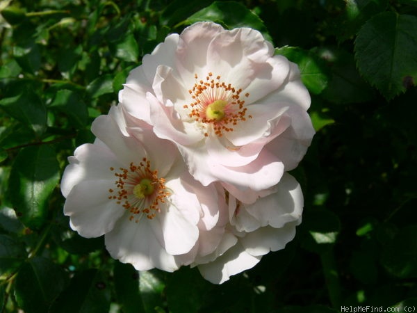 'Ice Meillandecor' rose photo