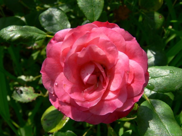 'Patte de Velours' rose photo