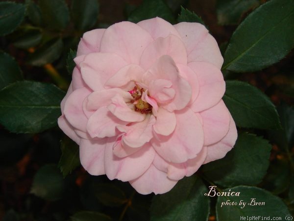 'Bonica ® (shrub, Meilland, 1975)' rose photo