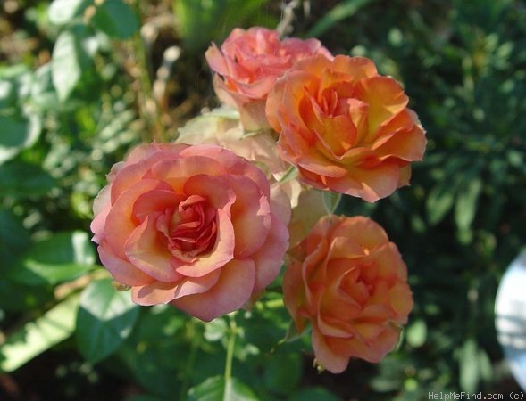 'Sheila MacQueen (floribunda, Harkness 1988)' rose photo