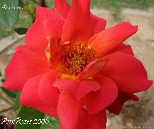 'Sultane' rose photo