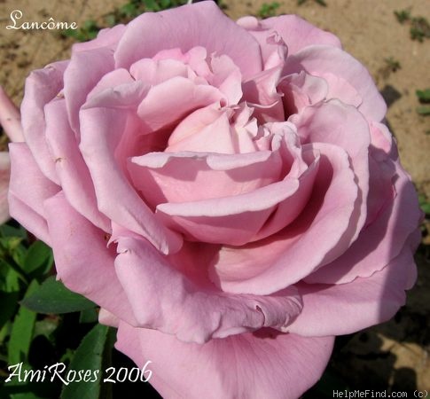 'Lancome ™' rose photo