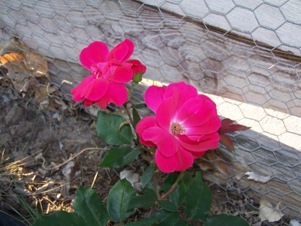 'Heidi's Wyoming Rose Garden'  photo