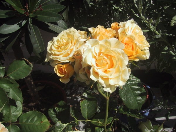 'Golden Gate ® (florists rose, Kordes 1999)' rose photo