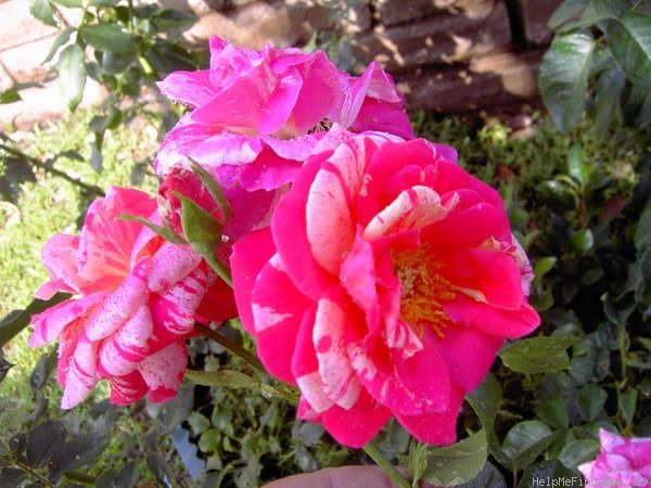 'Perfume Tiger' rose photo