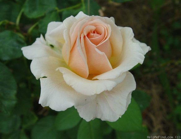 'Mary-Jean' rose photo