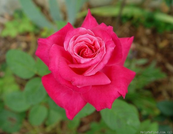 'Swarthmore' rose photo