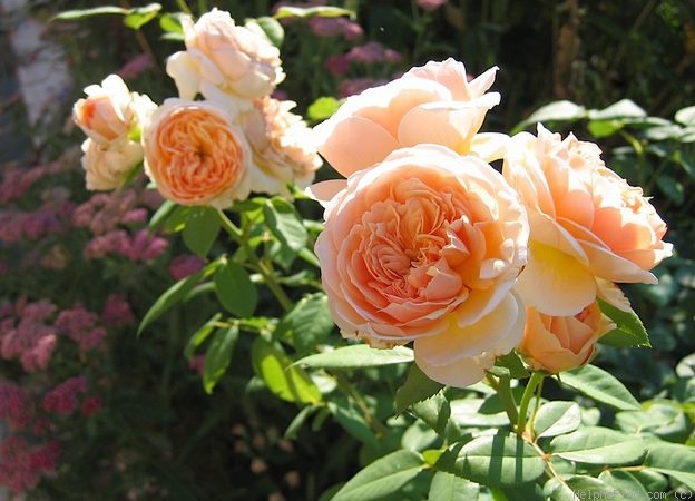 'Sweet Juliet' rose photo