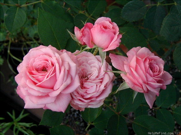 'Grandma's Pink' rose photo