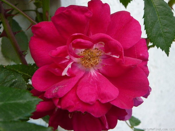 'Henry Kelsey' rose photo