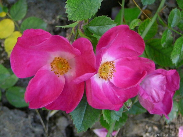 'William Booth' rose photo