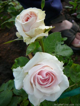 'Hawkeye Belle' rose photo