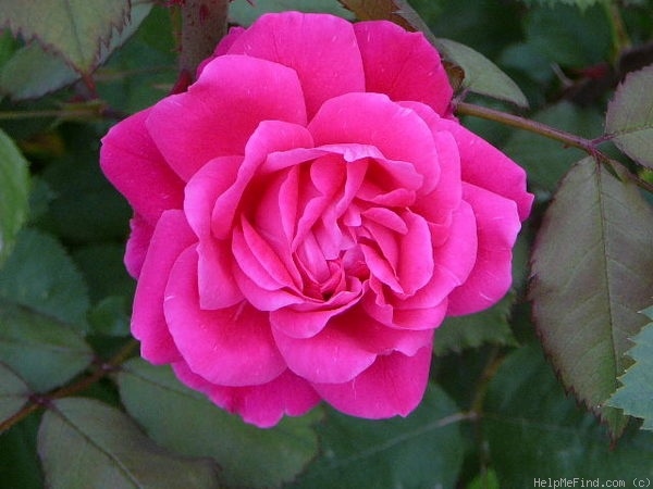 'Alexander MacKenzie' rose photo