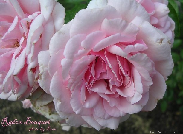 'Radox Bouquet' rose photo