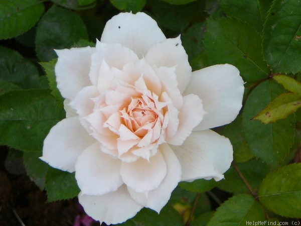 'Prairie Star' rose photo