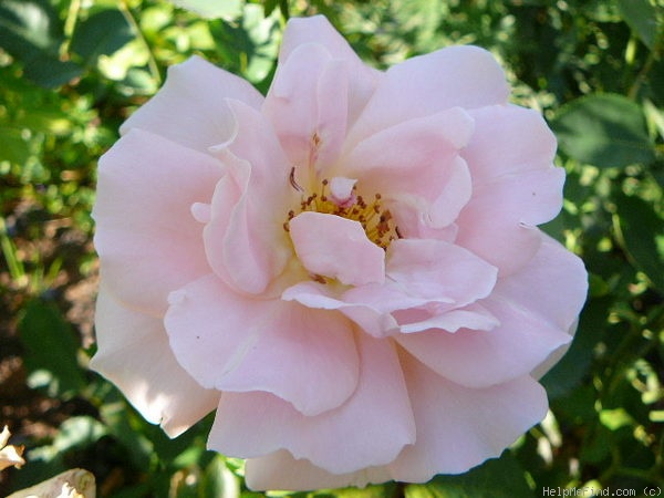 'Folksinger (Shrub, Buck, 1985)' rose photo