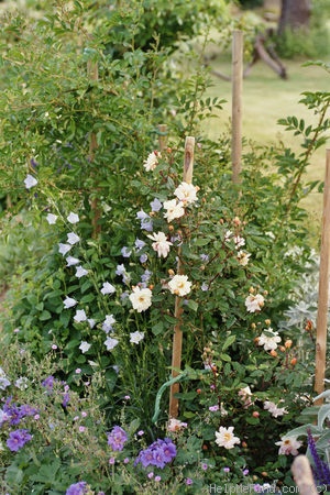 'Clytemnestra' rose photo