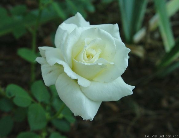 'White Lightnin'' rose photo