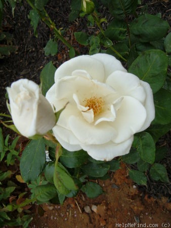 'Anastasia (hybrid tea, Greff 1980)' rose photo