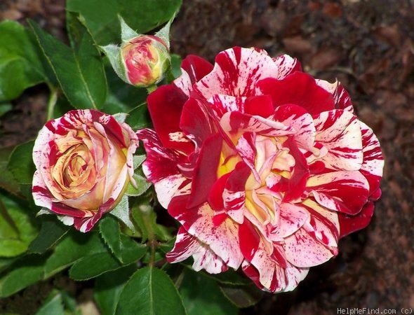 'George Burns ™' rose photo