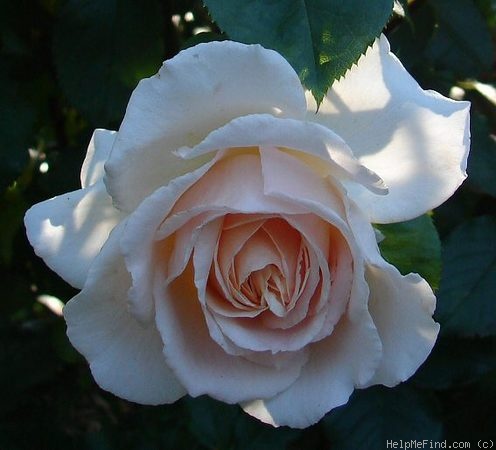 'Betty White ™' rose photo