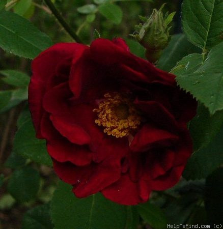 'James Mason' rose photo