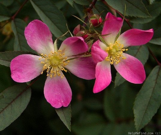 '<i>Rosa glauca</i> Pourr.' rose photo