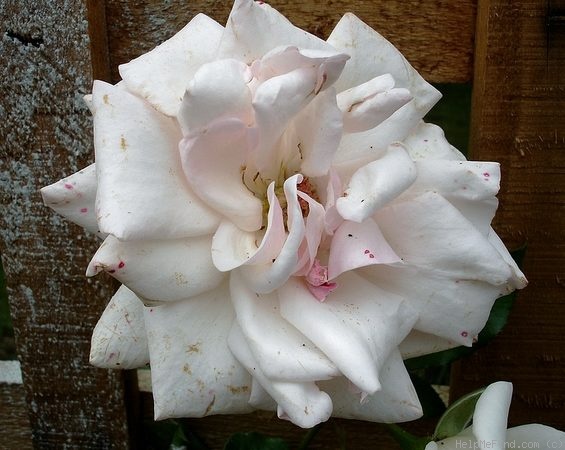 'Swan Lake' rose photo