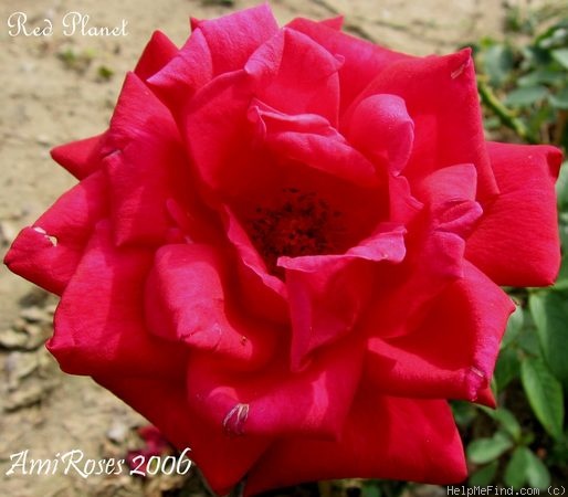 'Red Planet' rose photo