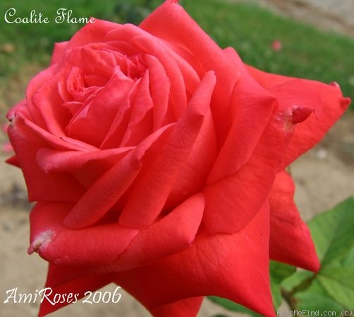 'Coalite Flame' rose photo
