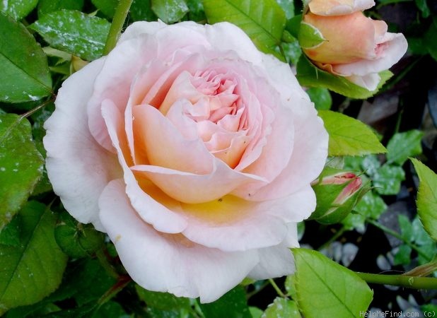 'Abraham Darby' rose photo