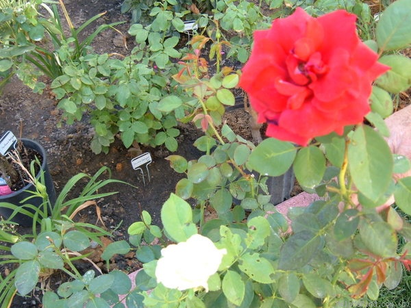 'Corpus Christi' rose photo