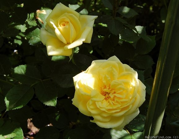 'Bella Renaissance' rose photo