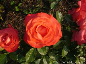 'Marmalade Skies ™' rose photo