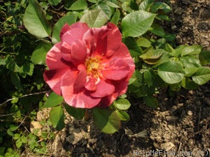 'Rusty (floribunda, Certified Roses, 2003)' rose photo