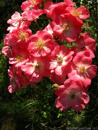 'Chuckles (floribunda, Shepherd, 1957)' rose photo