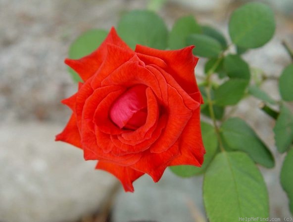 'Cayenne (hybrid tea, Warriner, 1966)' rose photo