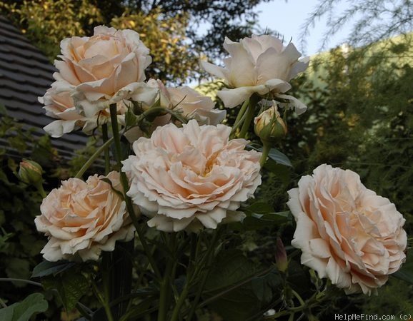 'Polka 91' rose photo