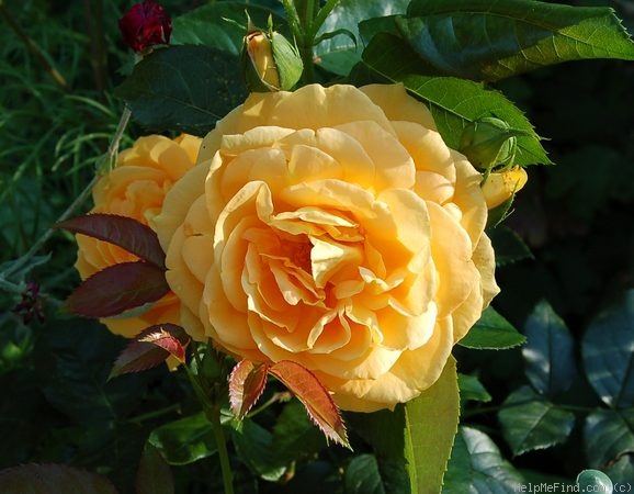 'Bernstein-Rose ® (floribunda, Evers/Tantau, 1987)' rose photo