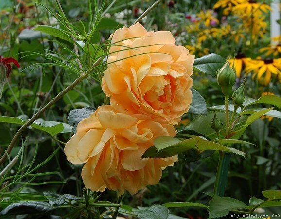 'Bernstein-Rose ® (floribunda, Evers/Tantau, 1987)' rose photo