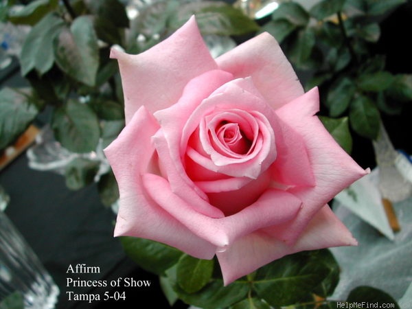 'Affirm' rose photo