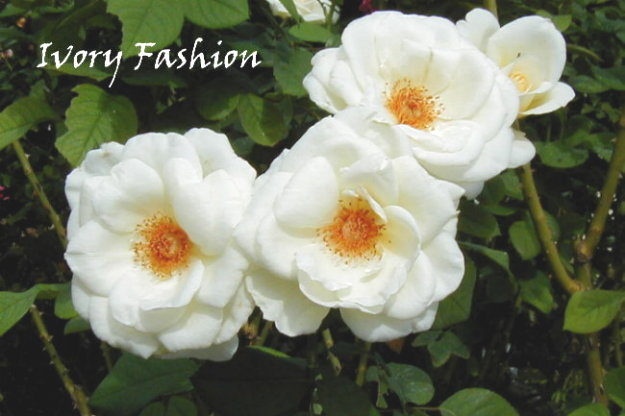 'Ivory Fashion' rose photo