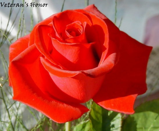 'Lady in Red (hybrid tea, Zary 1997)' rose photo
