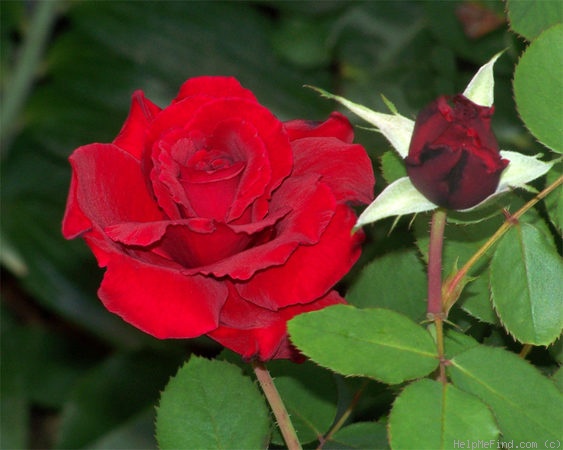 'Love's Promise™' rose photo