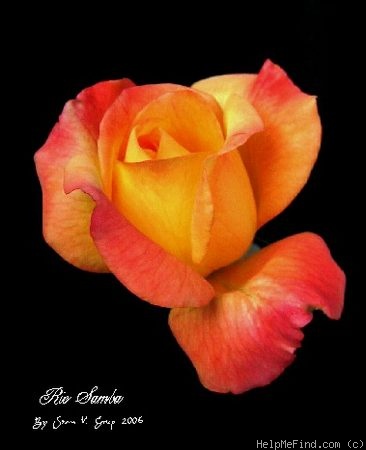 'Rio Samba ™' rose photo