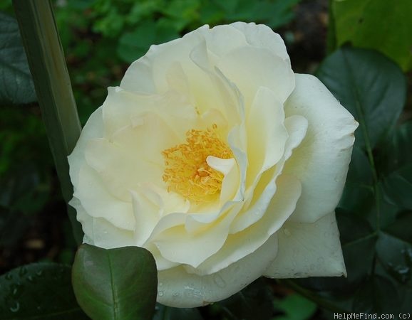 'Schneewalzer (climber, Evers/Tantau, 1987)' rose photo