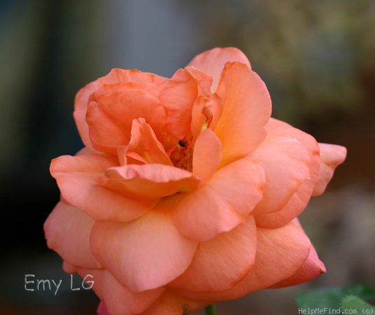 'Metanoia' rose photo