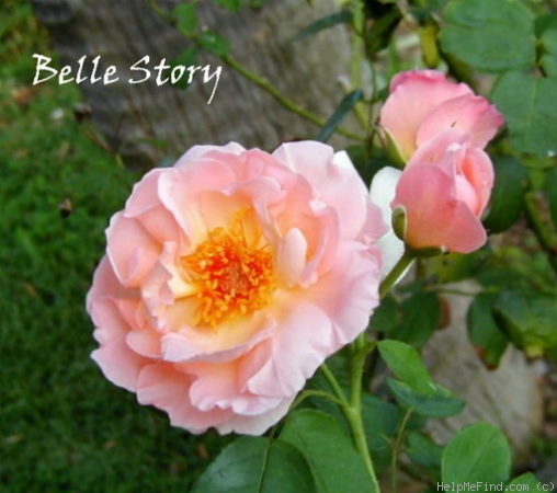 'Belle Story' rose photo