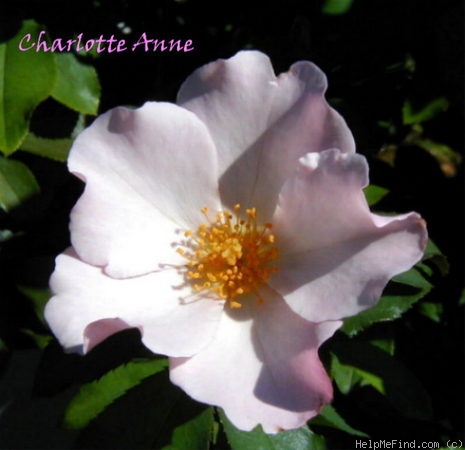 'Charlotte Anne' rose photo