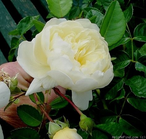 'Perpetually Yours' rose photo